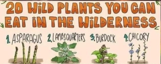 20 wild plants you can eat in the wilderness